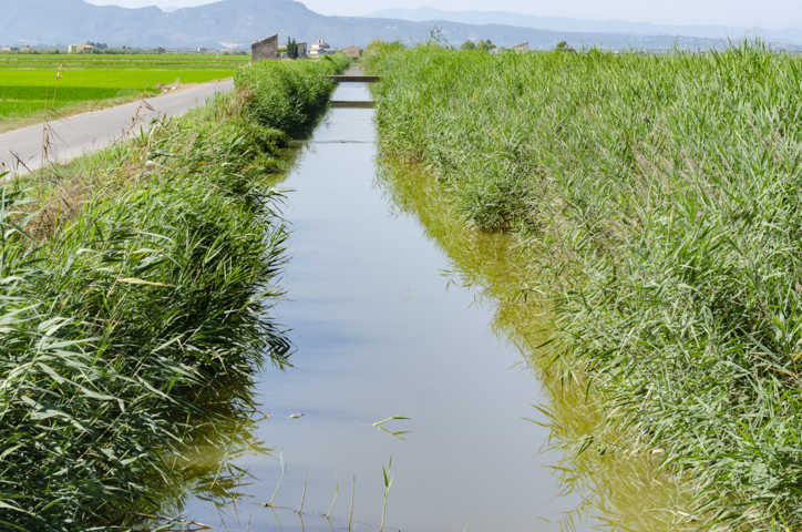 17 - Valencia - La Albufera